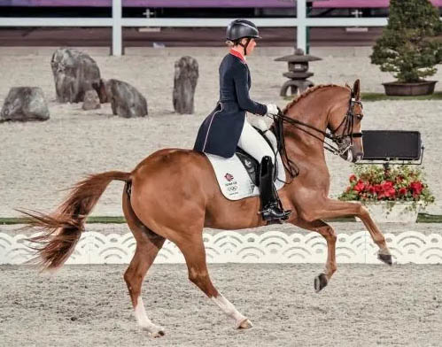 Gio - Dressage Horse